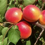 Саженец Абрикос Меджик Кот в контейнере